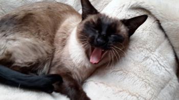 Layla Bild von Layla