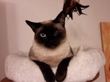 Layla Bild von Layla