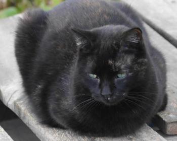 Cora Bild von Cora