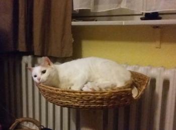Yuki Bild von Yuki