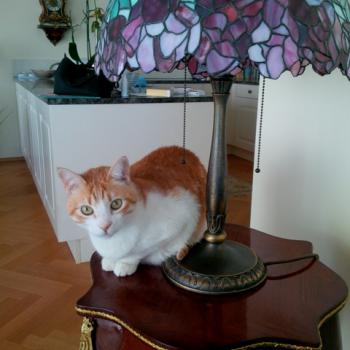 Rafael Bild von Rafael