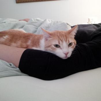 Rafael Bild von Rafael