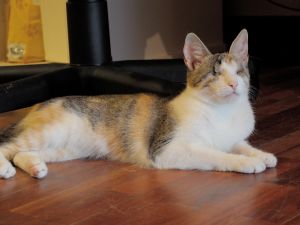 Brida Bild von Brida