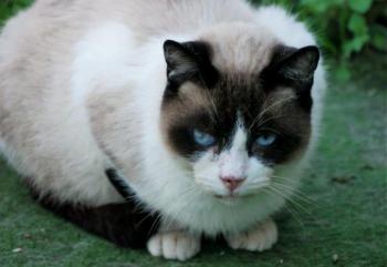 Sumai Bild von Sumai