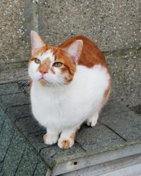 Bild von Curro