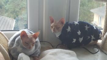 Pigmenti Bild von Pigmenti