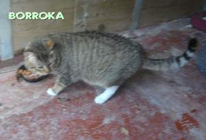 Borroka Bild von Borroka