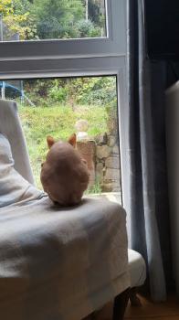 Pigmenti Bild von Pigmenti