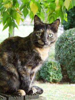 Sookie Bild von Sookie