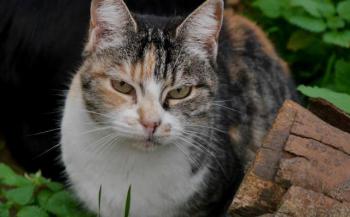 Cindy Bild von Cindy
