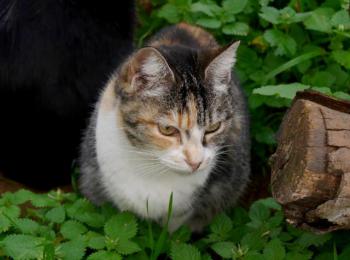 Cindy Bild von Cindy