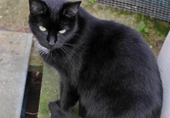 Sally Bild von Sally