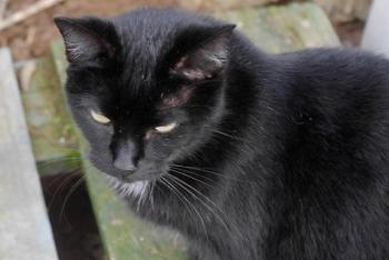 Sally Bild von Sally