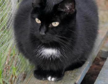 Sally Bild von Sally