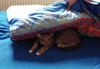 Bild von Lisa