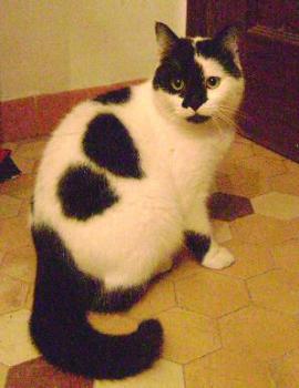 Panda Bild von Panda