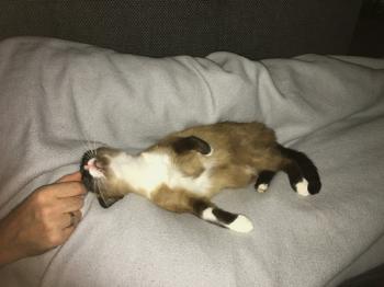 Gina Bild von Gina