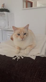 Cenit Bild von Cenit