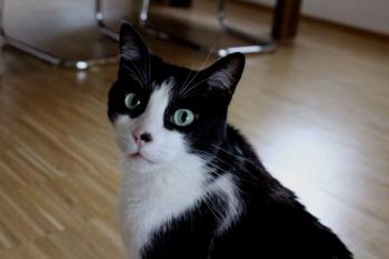 Bild von Bruce