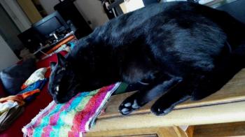 Timothy Bild von Timothy