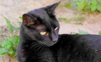 Thabo Bild von Thabo