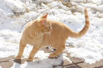 Romy im Schnee Bild von Romy