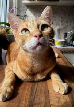 Belmondo Bild von Belmondo
