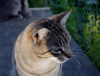 Phelina Bild von Phelina