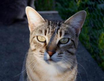 Phelina Bild von Phelina