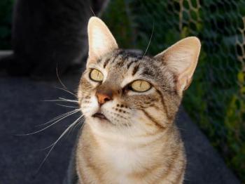 Phelina Bild von Phelina