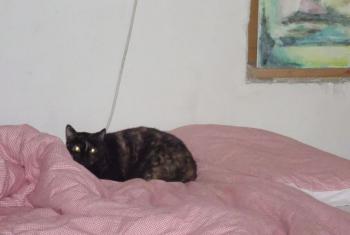 Rosalind Bild von Rosalind