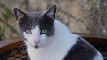 Michael Bild von Michael