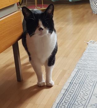 Estrellita Bild von Estrellita