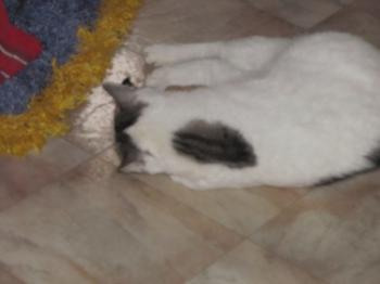 Fienchen Bild von Fienchen