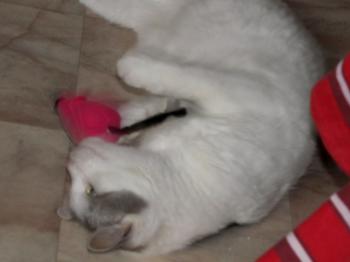 Fienchen Bild von Fienchen