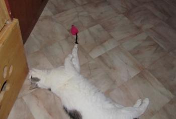 Fienchen Bild von Fienchen
