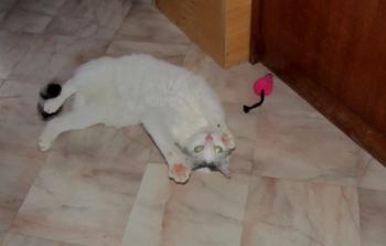 Fienchen Bild von Fienchen