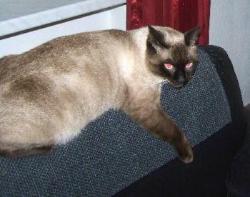 Tao Bild von Simiu