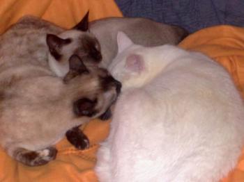 Lilly Bild von Sima