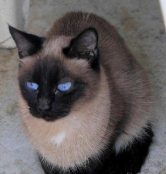 Sheila Bild von Sheila