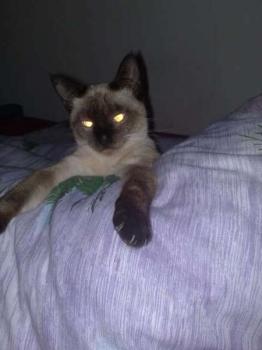 Lilly Bild von Sima