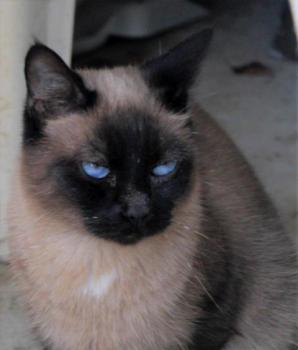 Sheila Bild von Sheila