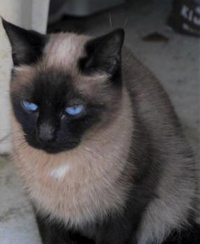 Sheila Bild von Sheila