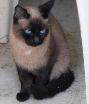 Sheila Bild von Sheila