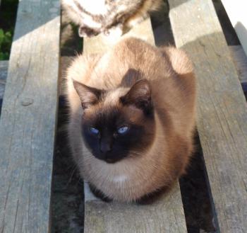Sheila Bild von Sheila