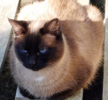 Sheila Bild von Sheila