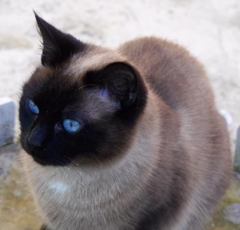 Sheila Bild von Sheila