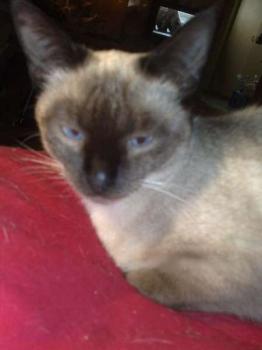 Lilly Bild von Sima