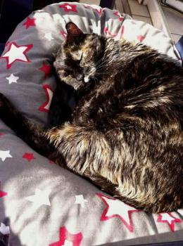 Casey Bild von Casey
