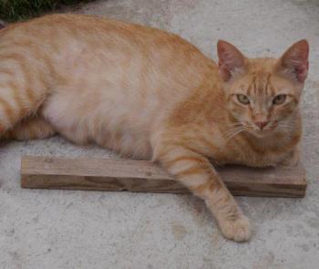Neila Bild von Neila